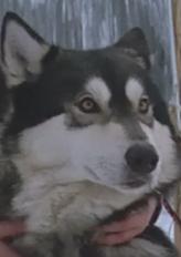 爱斯基摩犬