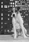 The Dog