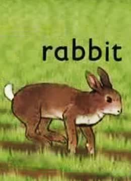兔